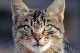 Zfackovala psa, nosí domů hady a veterinář z ní šílí. Naše kočka je pochodující katastrofa! - Médium.cz